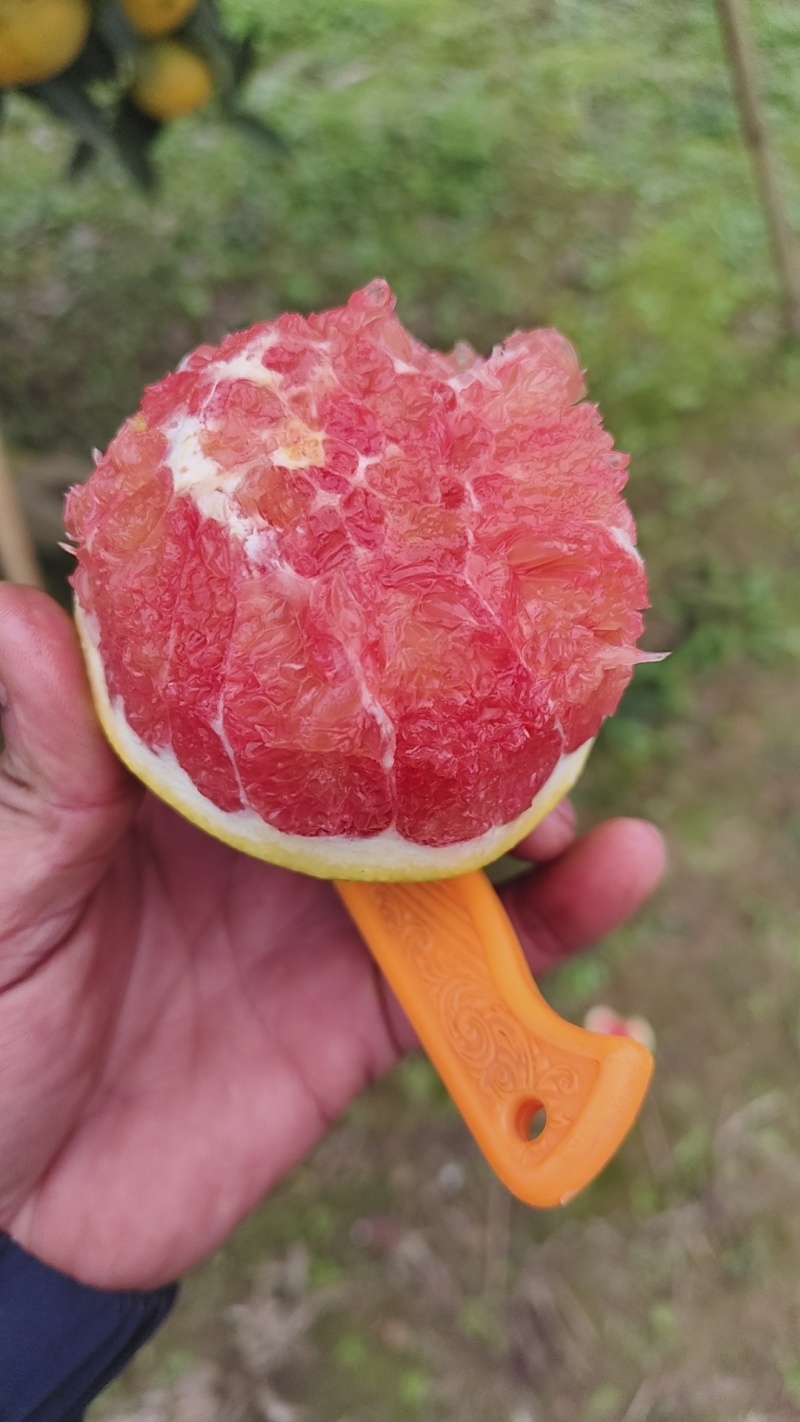 卡拉红肉橙
