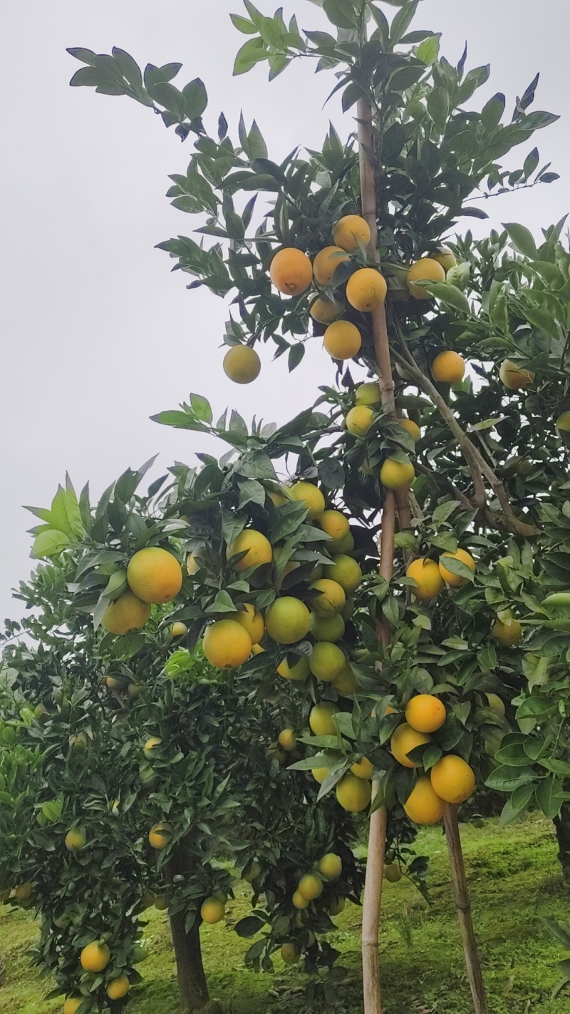 卡拉红肉橙