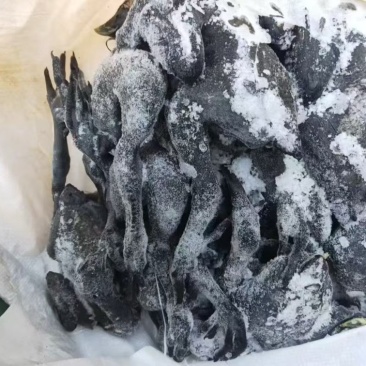 二级乌鸡3吨现货编织袋装纯干净膛