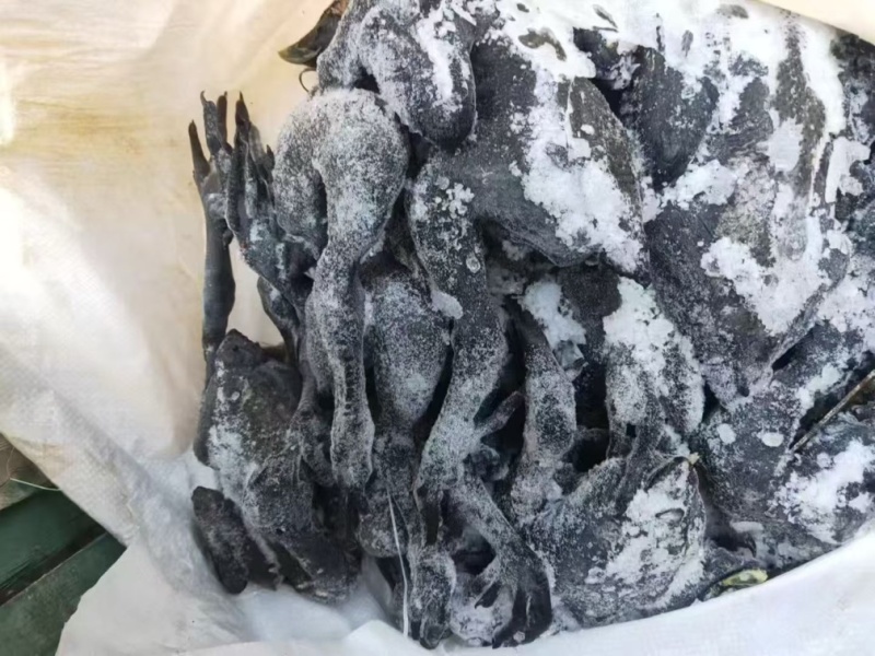 二级乌鸡3吨现货编织袋装纯干净膛