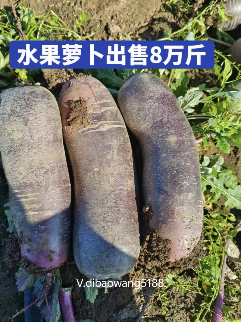 水果冰淇淋萝卜8万斤自己家的