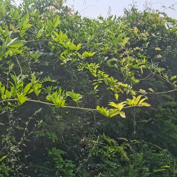 一万棵日系原生六年紫藤，两千棵香椿芽树