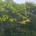 一万棵日系原生六年紫藤，两千棵香椿芽树