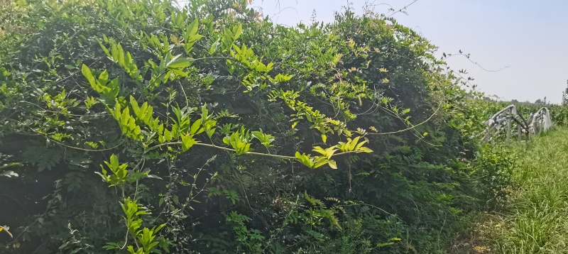 一万棵日系原生六年紫藤，两千棵香椿芽树