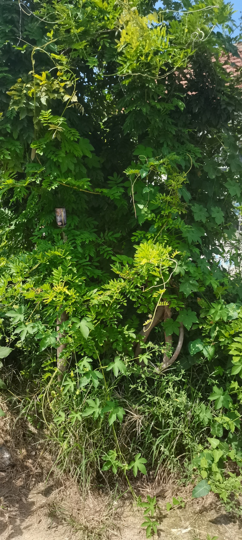 一万棵日系原生六年紫藤，两千棵香椿芽树
