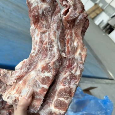 猪胫骨
