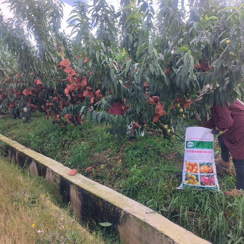 精选云南冬桃基地直发对接商超团购电商一条龙服务