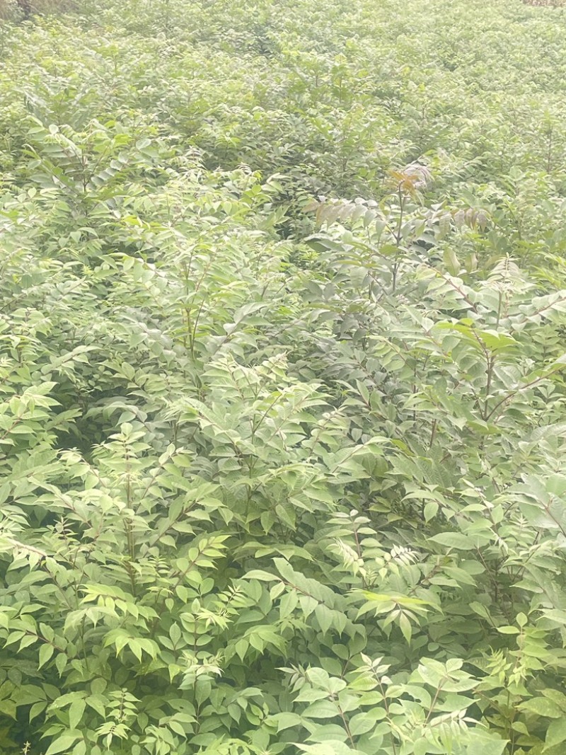 精品移栽黄柏苗