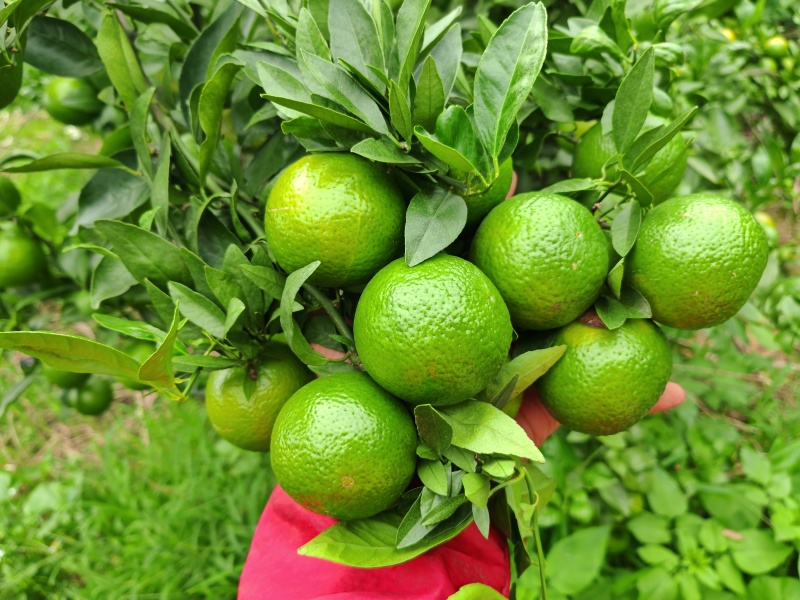 皇帝柑