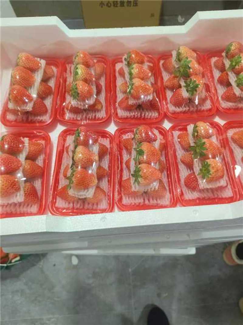 宁玉草莓供应中对接商超水果店量大从优规格齐全欢迎来电订购