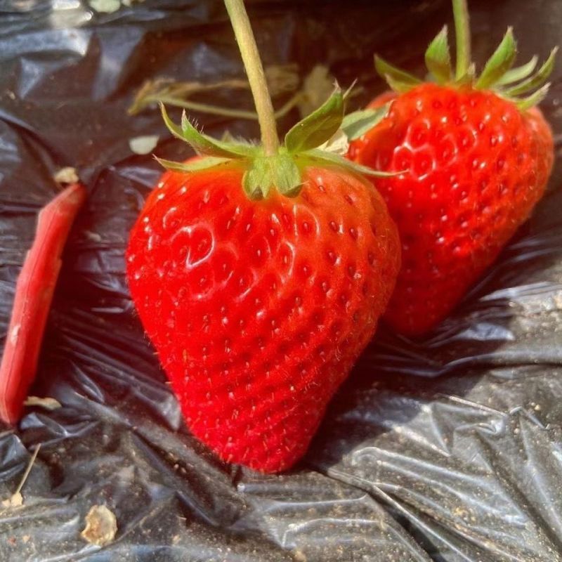 宁玉草莓供应中对接商超水果店量大从优规格齐全欢迎来电订购