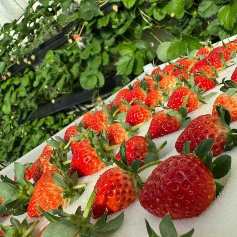宁玉草莓供应中对接商超水果店量大从优规格齐全欢迎来电订购