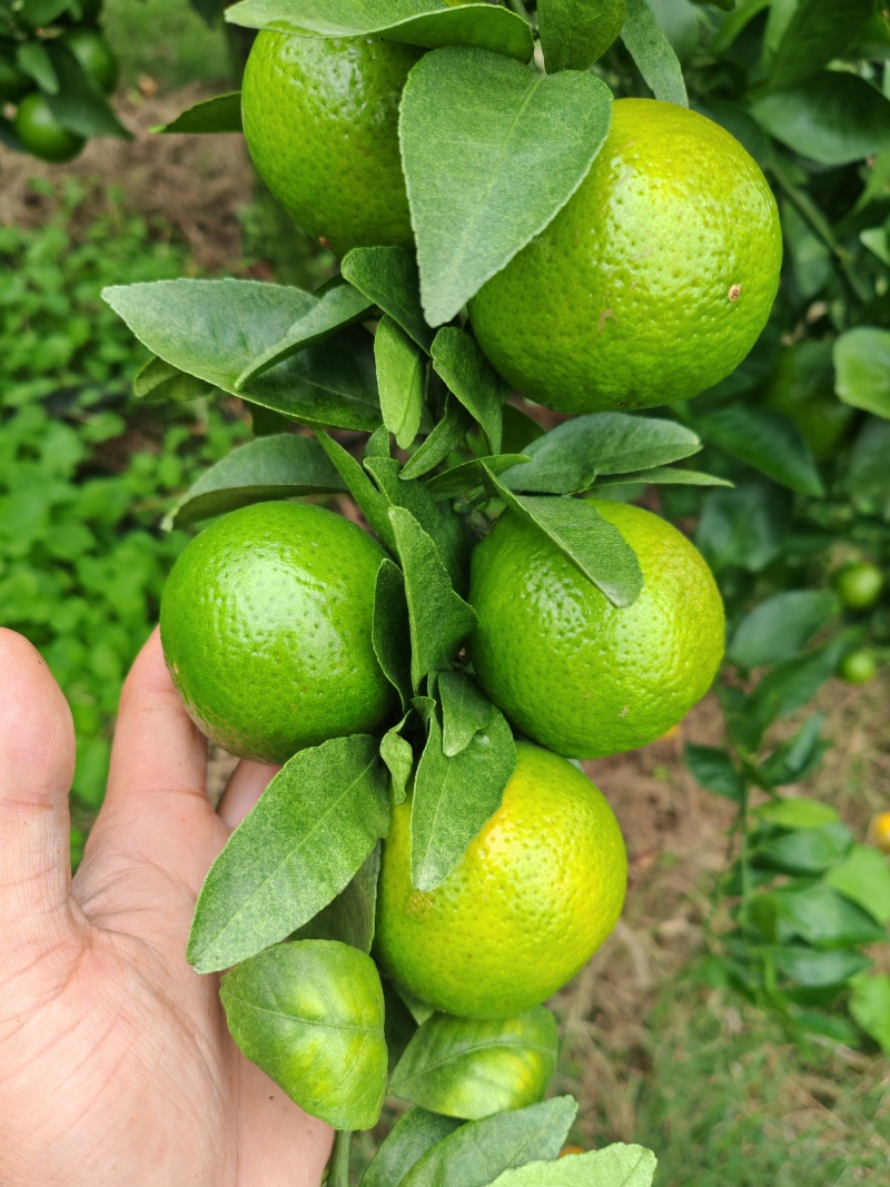 皇帝柑