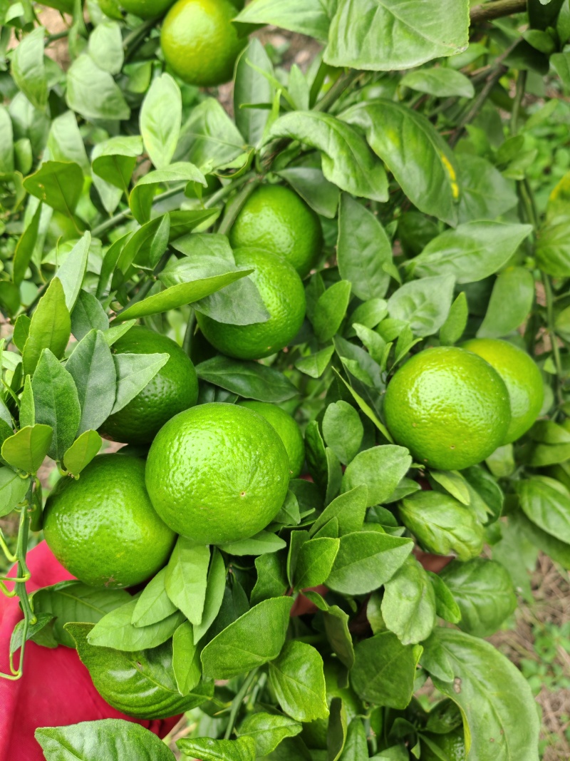 皇帝柑
