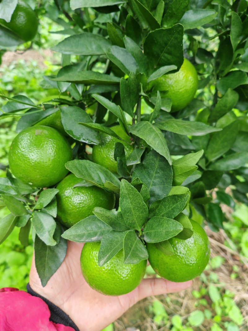 皇帝柑
