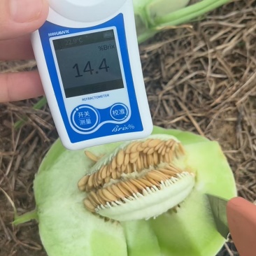 海南精品玉菇哈密瓜，对接市场电商产地直发