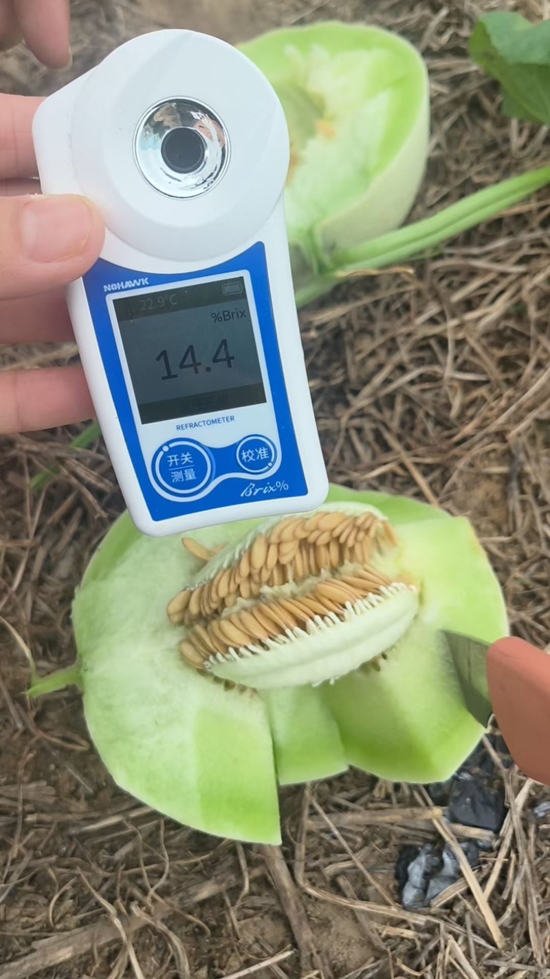 海南精品玉菇哈密瓜，对接市场电商产地直发