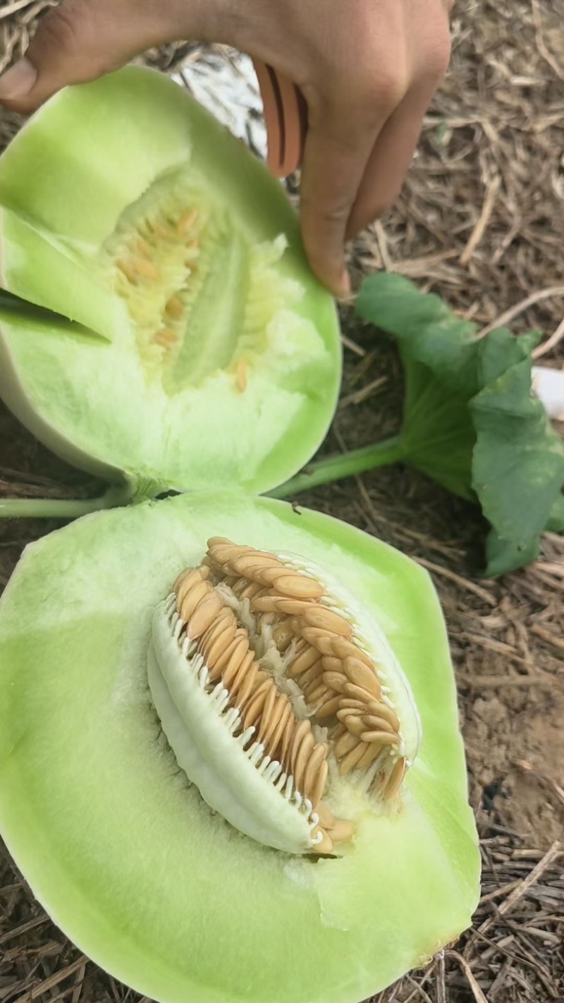 海南精品玉菇哈密瓜，对接市场电商产地直发