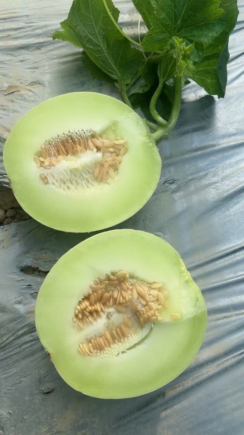 海南精品玉菇哈密瓜，对接市场电商产地直发