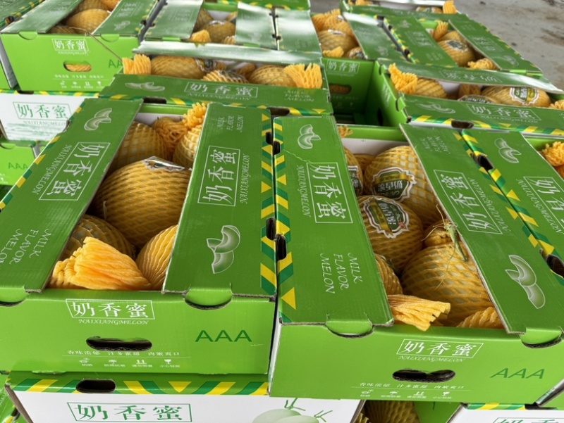 海南精品玉菇哈密瓜，对接市场电商产地直发