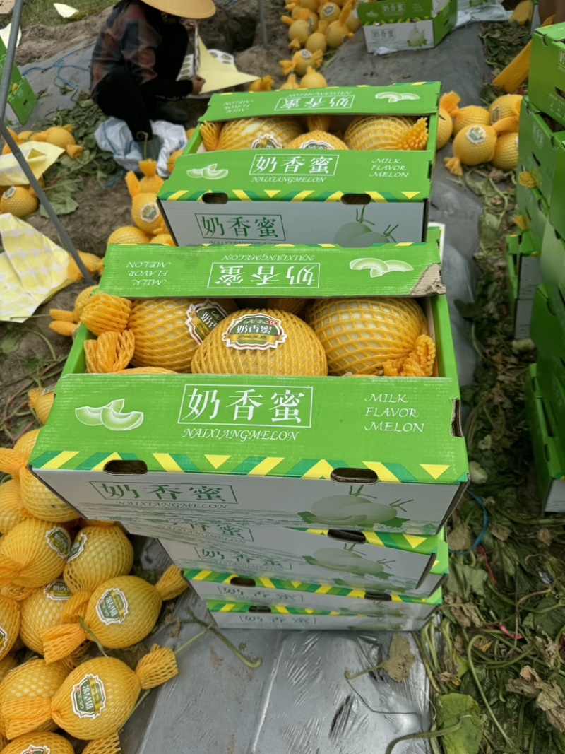 海南精品玉菇哈密瓜，对接市场电商产地直发
