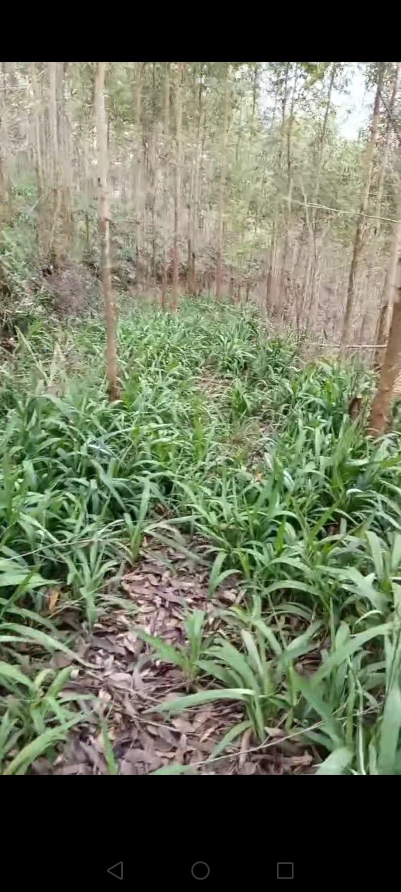 野生剪刀草