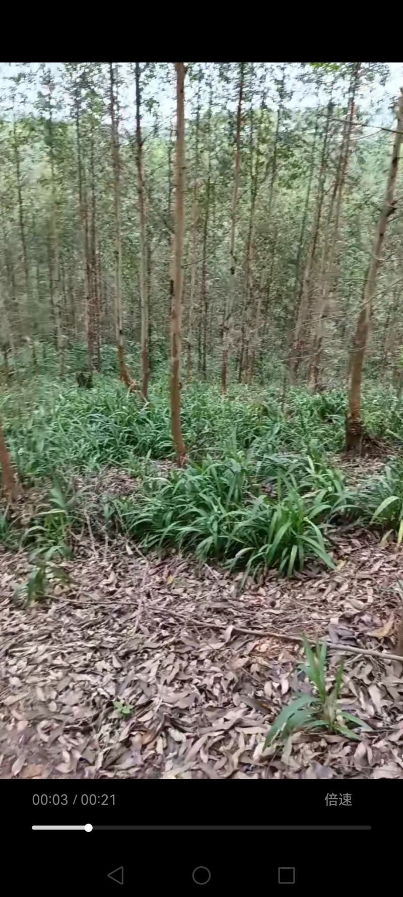 野生剪刀草