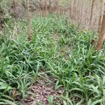 野生剪刀草