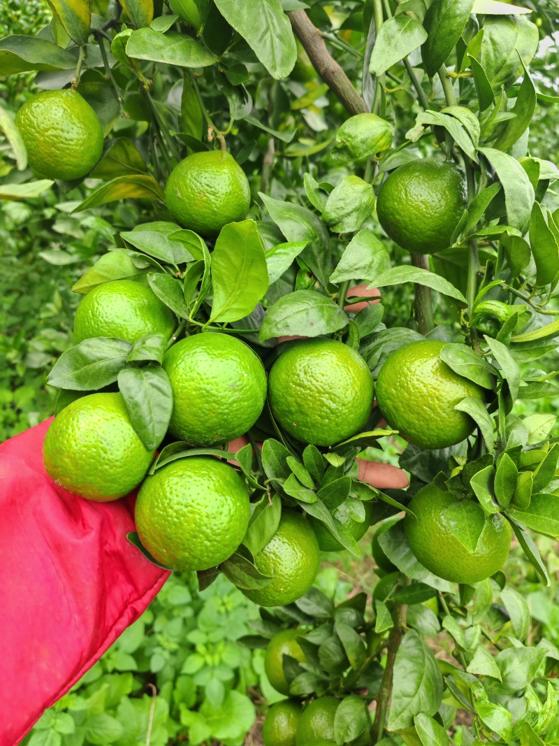 皇帝柑