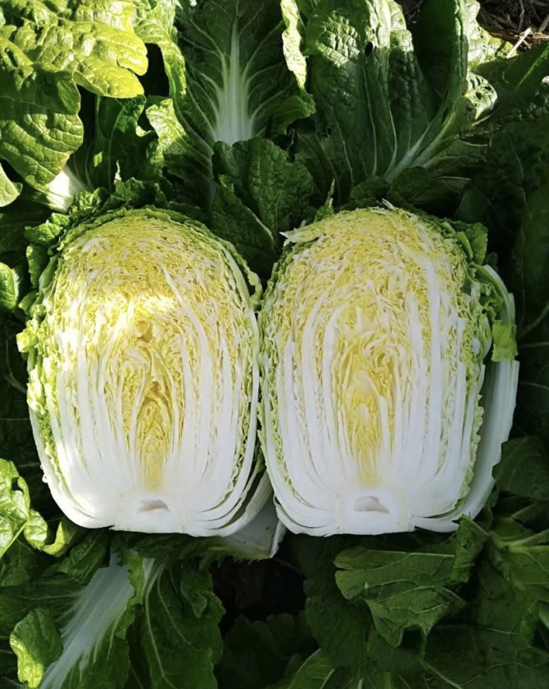 大白菜大量有货基地直供品质优可对接市场商超欢迎咨询来电
