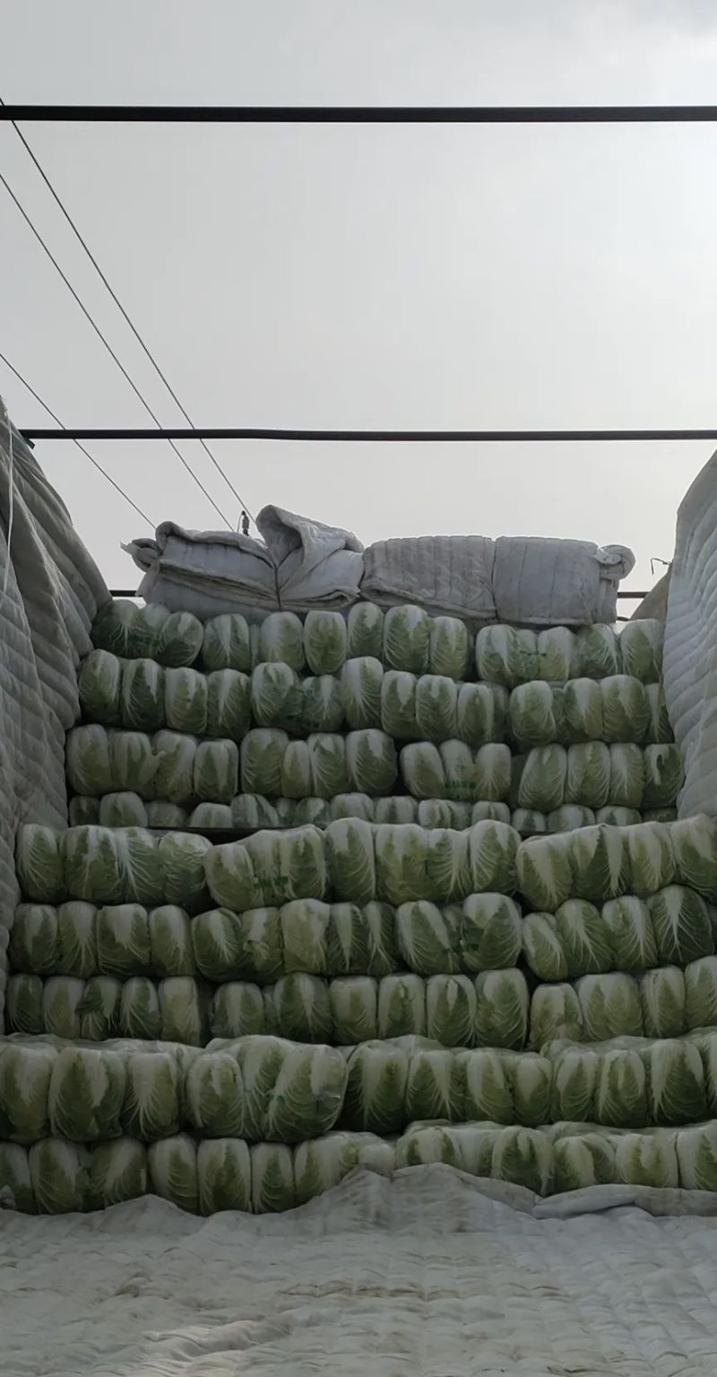 大白菜大量有货基地直供品质优可对接市场商超欢迎咨询来电