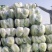 大白菜大量有货基地直供品质优可对接市场商超欢迎咨询来电