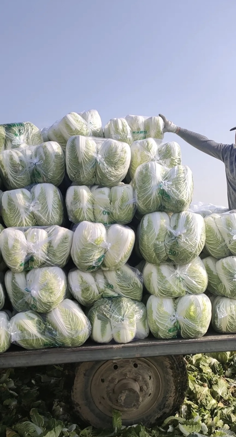大白菜大量有货基地直供品质优可对接市场商超欢迎咨询来电