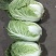 大白菜大量有货基地直供品质优可对接市场商超欢迎咨询来电