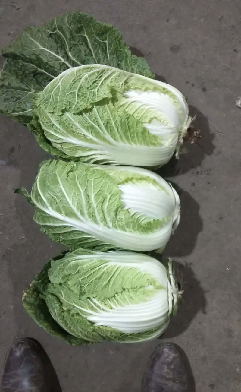 大白菜大量有货基地直供品质优可对接市场商超欢迎咨询来电