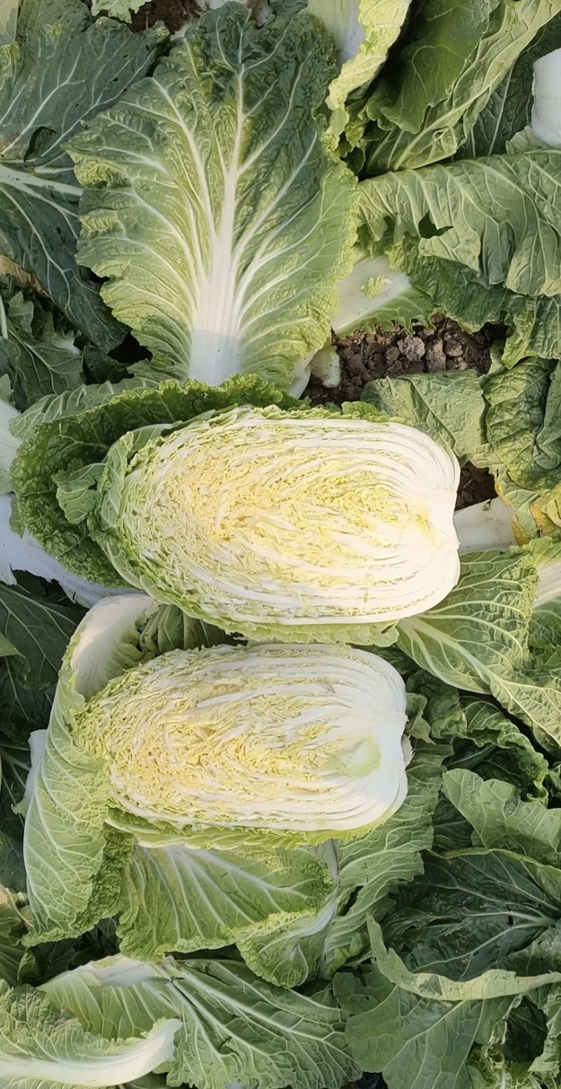 大白菜大量有货基地直供品质优可对接市场商超欢迎咨询来电