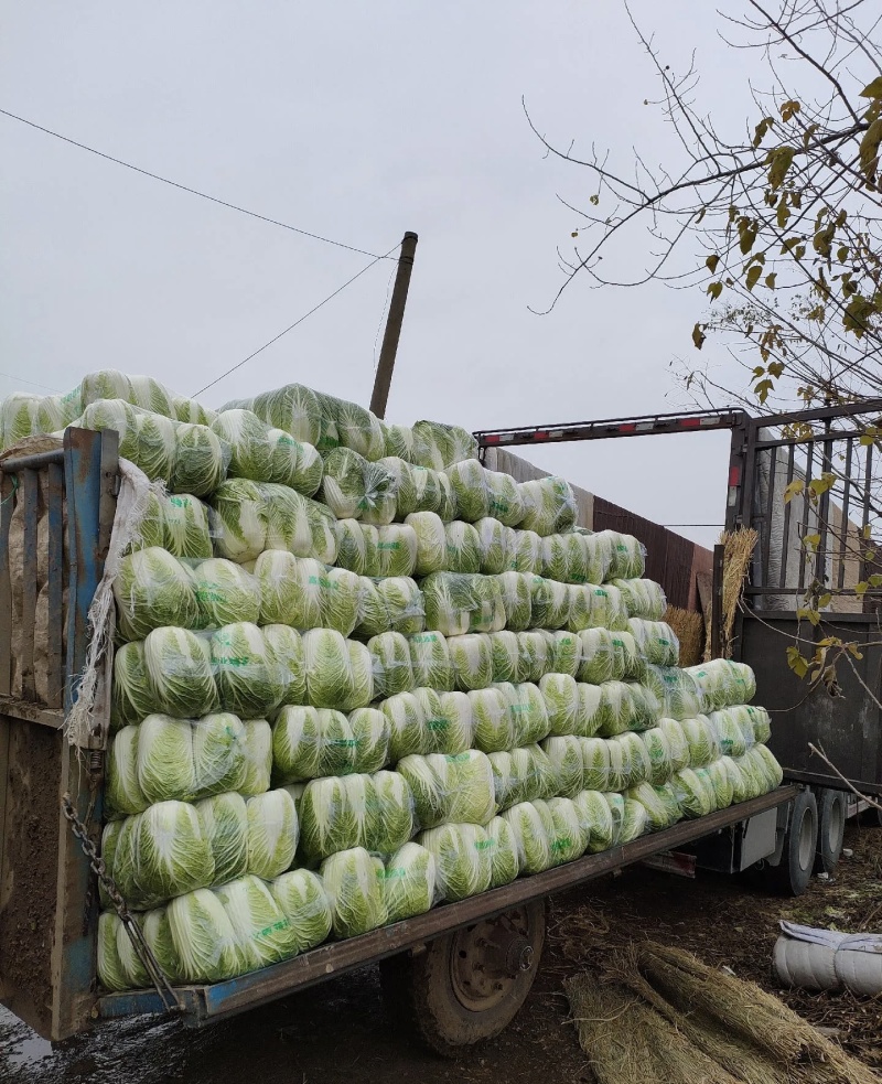 大白菜大量有货基地直供品质优可对接市场商超欢迎咨询来电