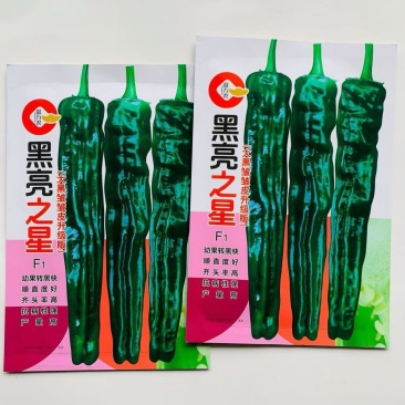 黑亮之星皱皮椒种子现货供应