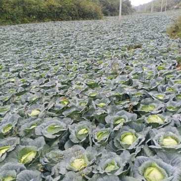 湖北甘蓝大量有货基地直供品质优可对接市场商超欢迎咨询来电