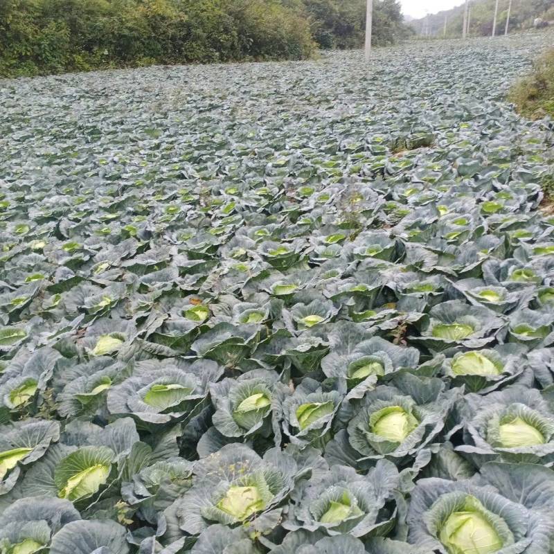 湖北甘蓝大量有货基地直供品质优可对接市场商超欢迎咨询来电