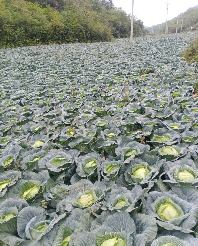 湖北甘蓝大量有货基地直供品质优可对接市场商超欢迎咨询来电