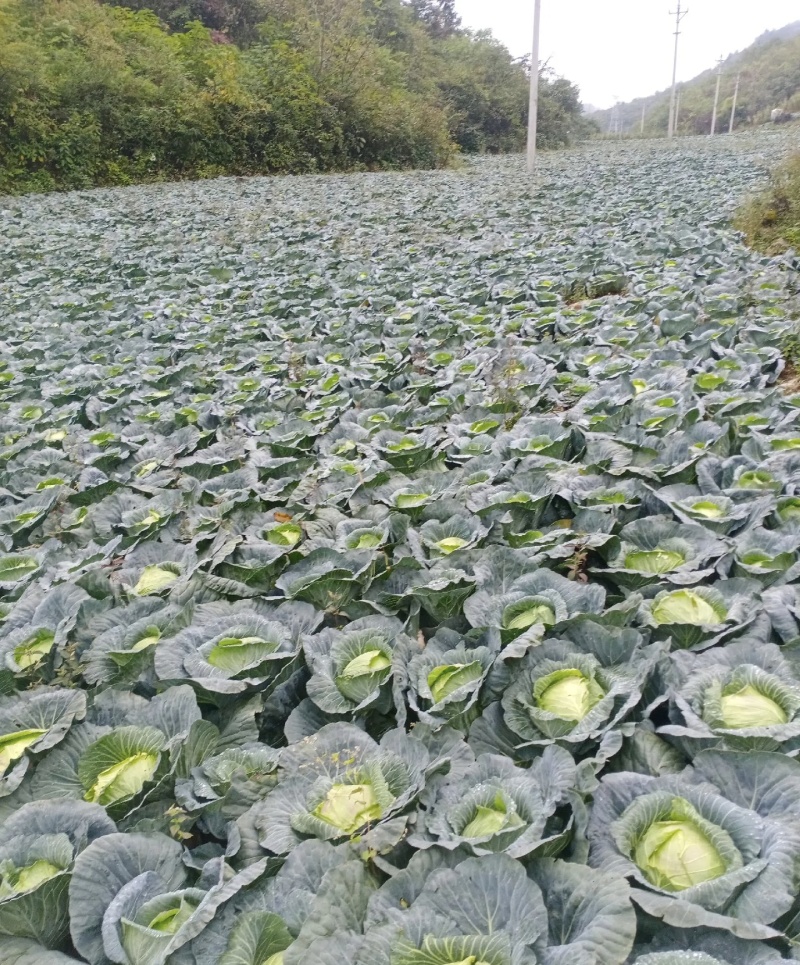湖北甘蓝大量有货基地直供品质优可对接市场商超欢迎咨询来电