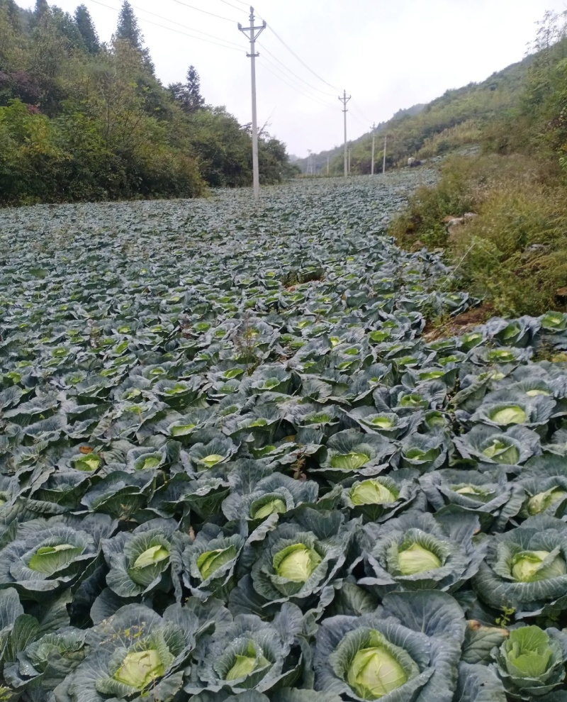 湖北甘蓝大量有货基地直供品质优可对接市场商超欢迎咨询来电