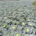 湖北甘蓝大量有货基地直供品质优可对接市场商超欢迎咨询来电
