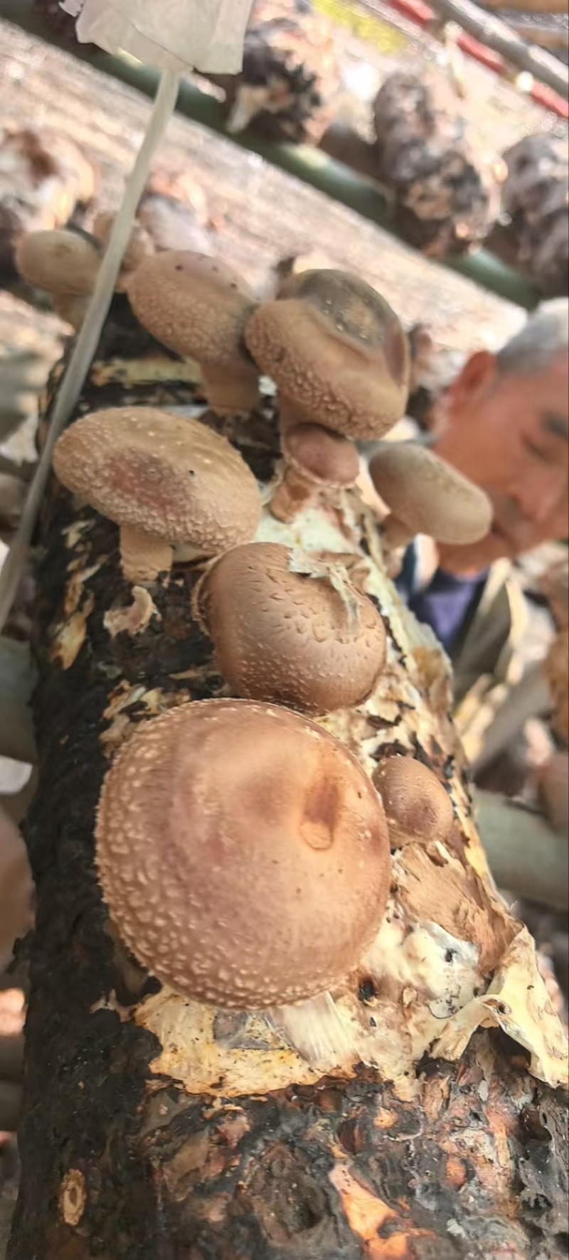 干香菇常年供应，现货量大，支持商超批发电商可做小包装
