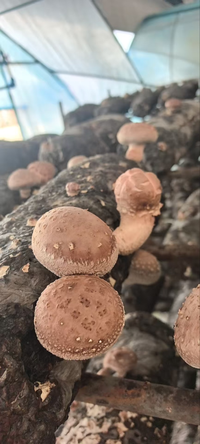 干香菇常年供应，现货量大，支持商超批发电商可做小包装