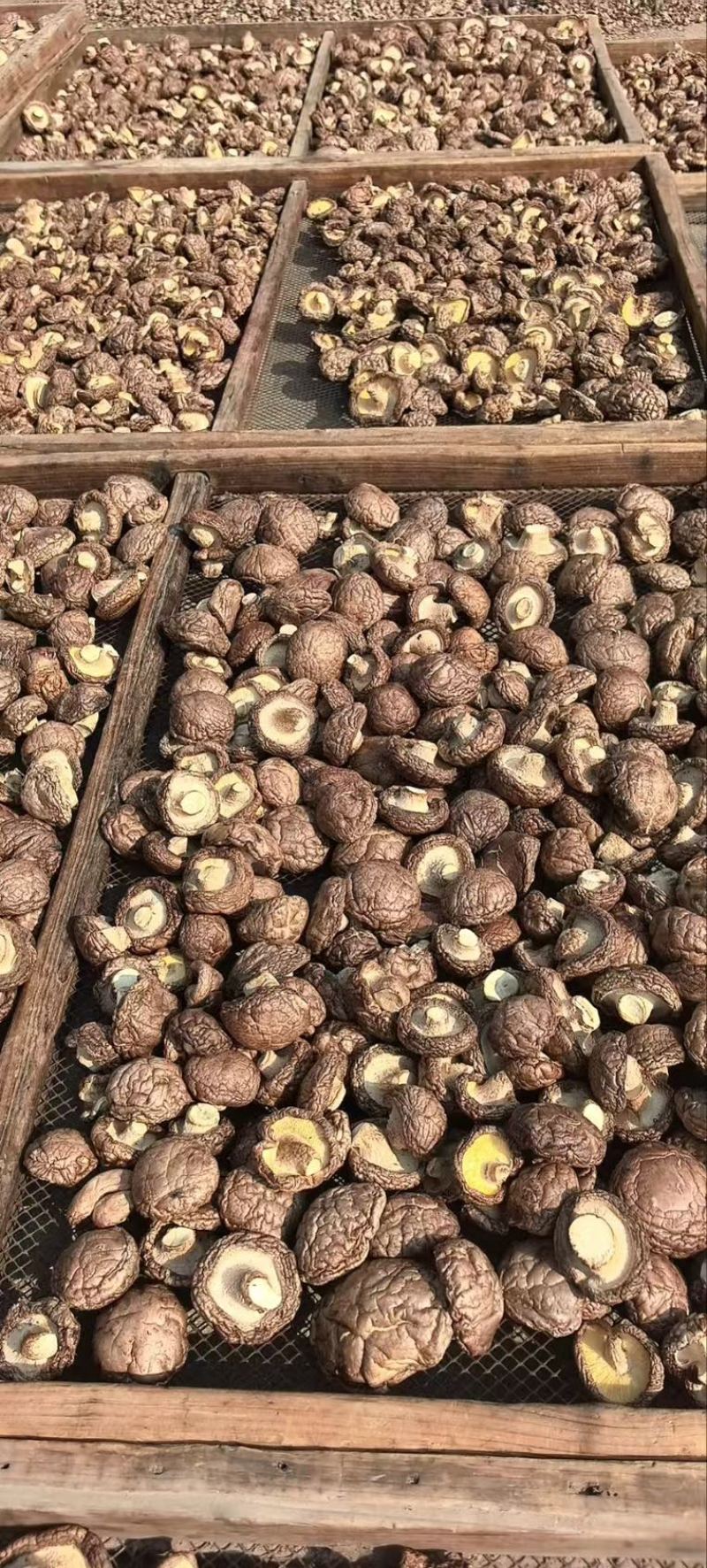 干香菇常年供应，现货量大，支持商超批发电商可做小包装