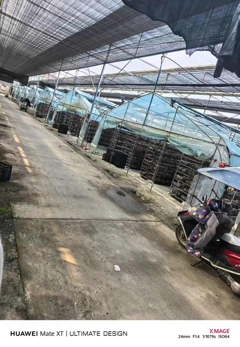 干香菇常年供应，现货量大，支持商超批发电商可做小包装