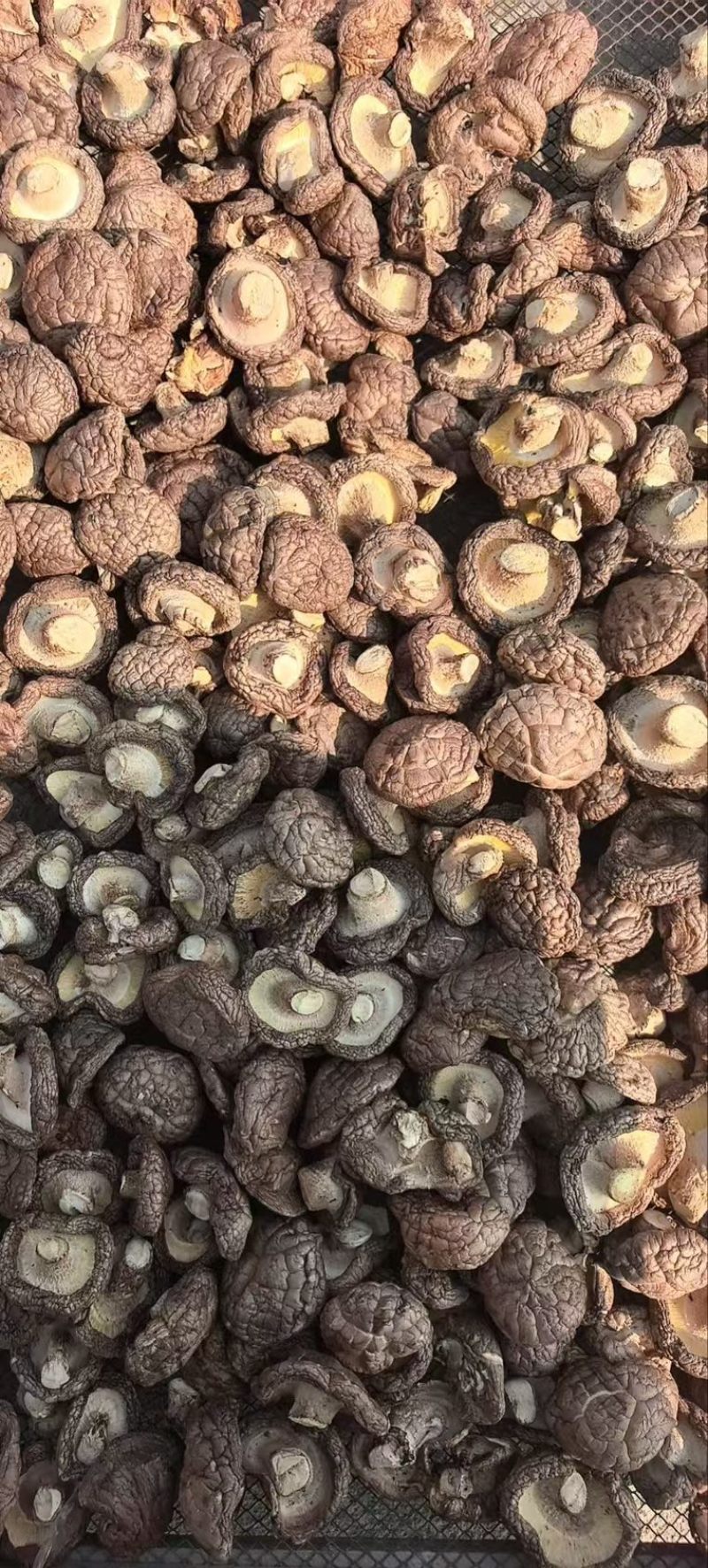 干香菇常年供应，现货量大，支持商超批发电商可做小包装