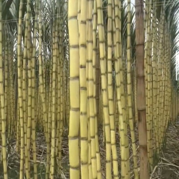 西双版纳黄金甘蔗0裂口皮毛靓高品质好货